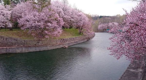 日本・北海道「富良野(春)」の写真：🌸聖台ダム公園🌸

この日は雨で残念でし...