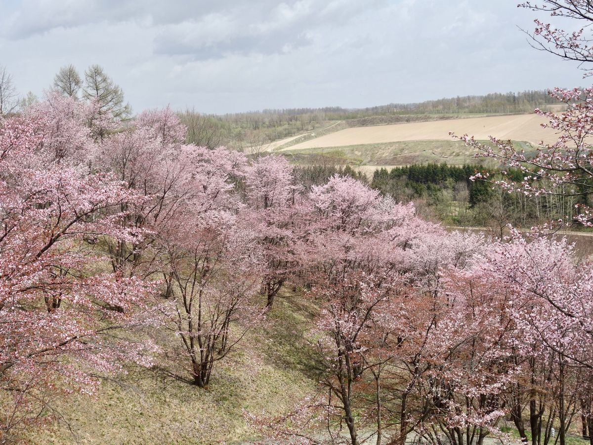 🌸深山峠🌸

国道237号線の上富良野〜美瑛の間にある深山峠のさくら園です...