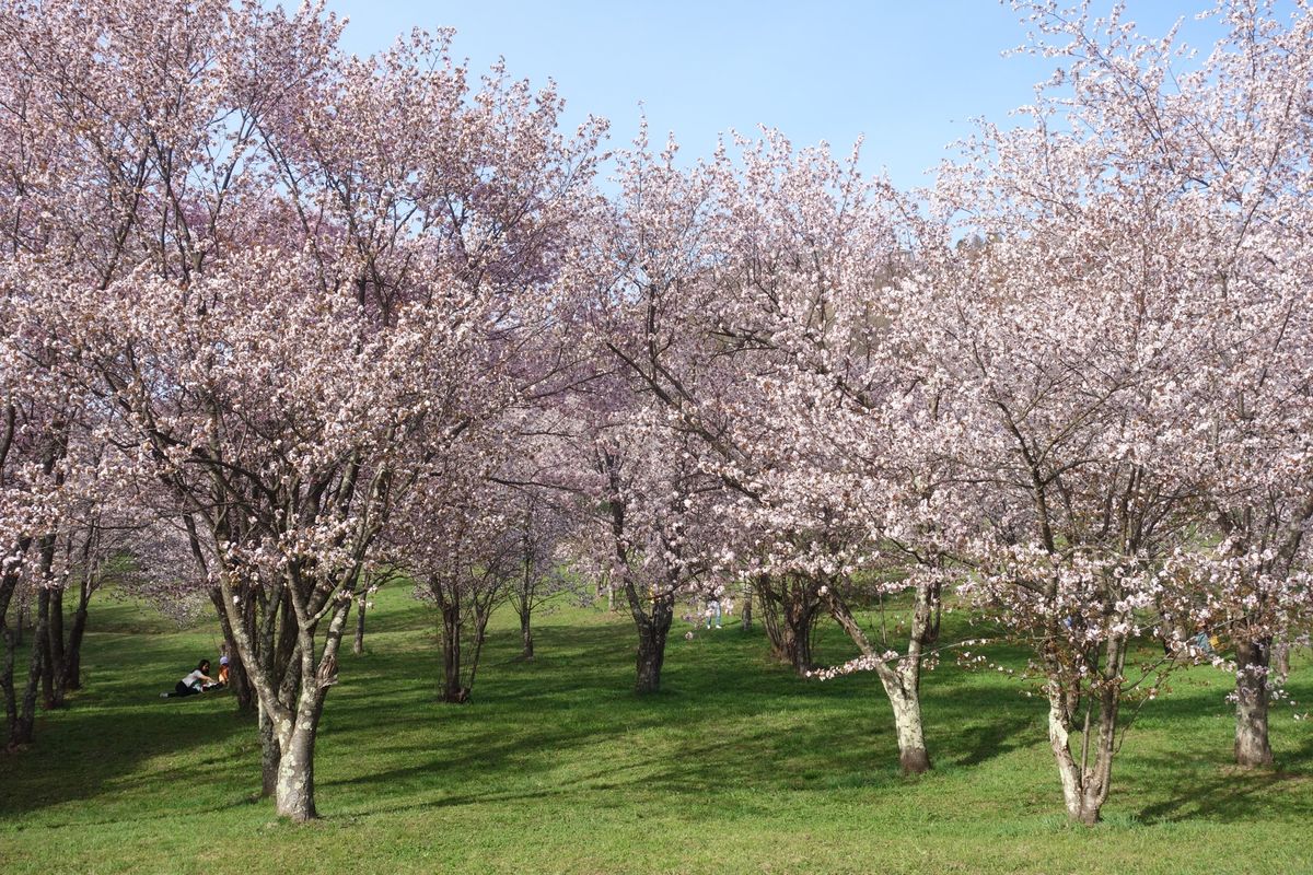🌸キトウシ森林公園🌸

時間があったので旭川空港から近い位置にあるキトウシ...