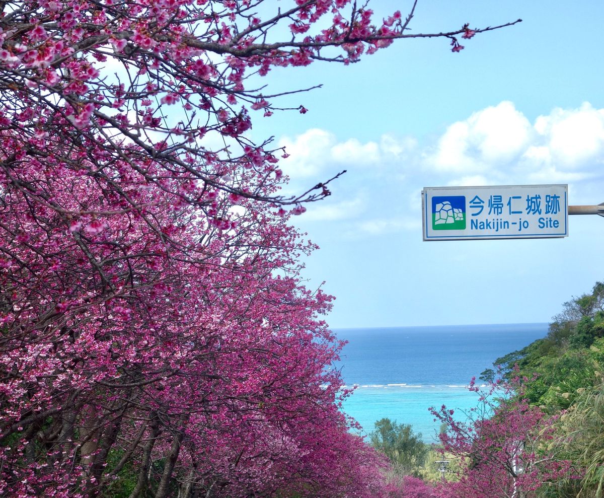 🌸今帰仁城跡🌸

美ら海水族館より北側にあります(水族館から車で10分くら...