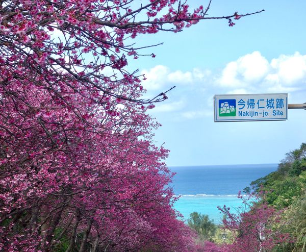 日本・沖縄県「沖縄(冬)」の写真：🌸今帰仁城跡🌸

美ら海水族館より北側に...