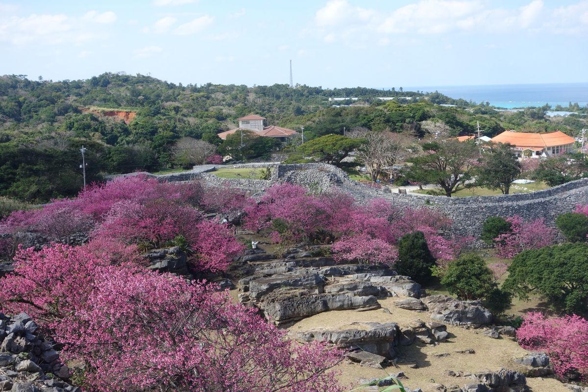 🌸今帰仁城跡🌸

美ら海水族館より北側にあります(水族館から車で10分くら...