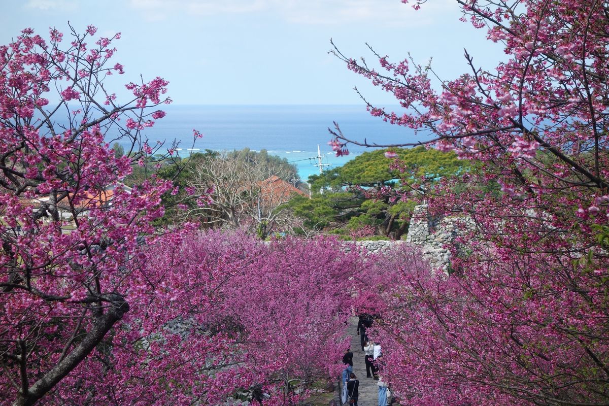 🌸今帰仁城跡🌸

美ら海水族館より北側にあります(水族館から車で10分くら...