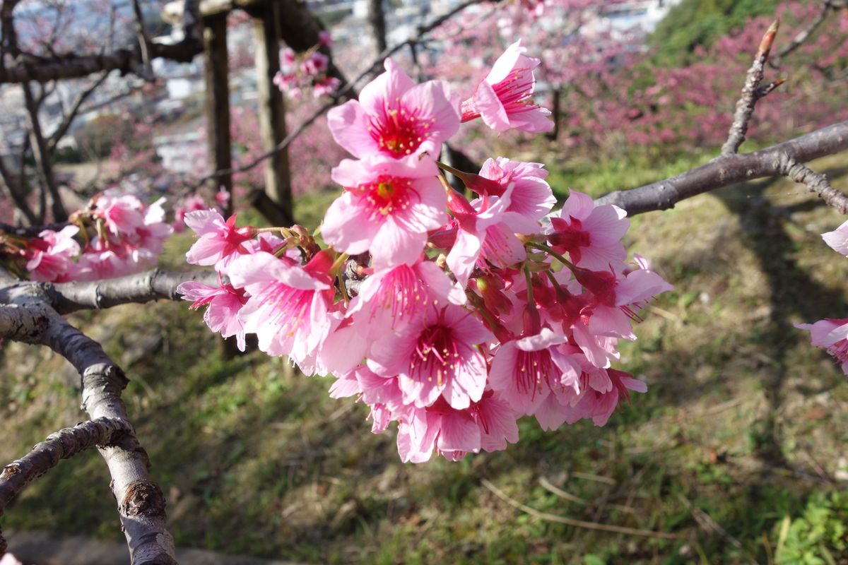 🌸名護中央公園🌸

沖縄で有名な観光地が数多く点在する名護市です🍍
近くに...