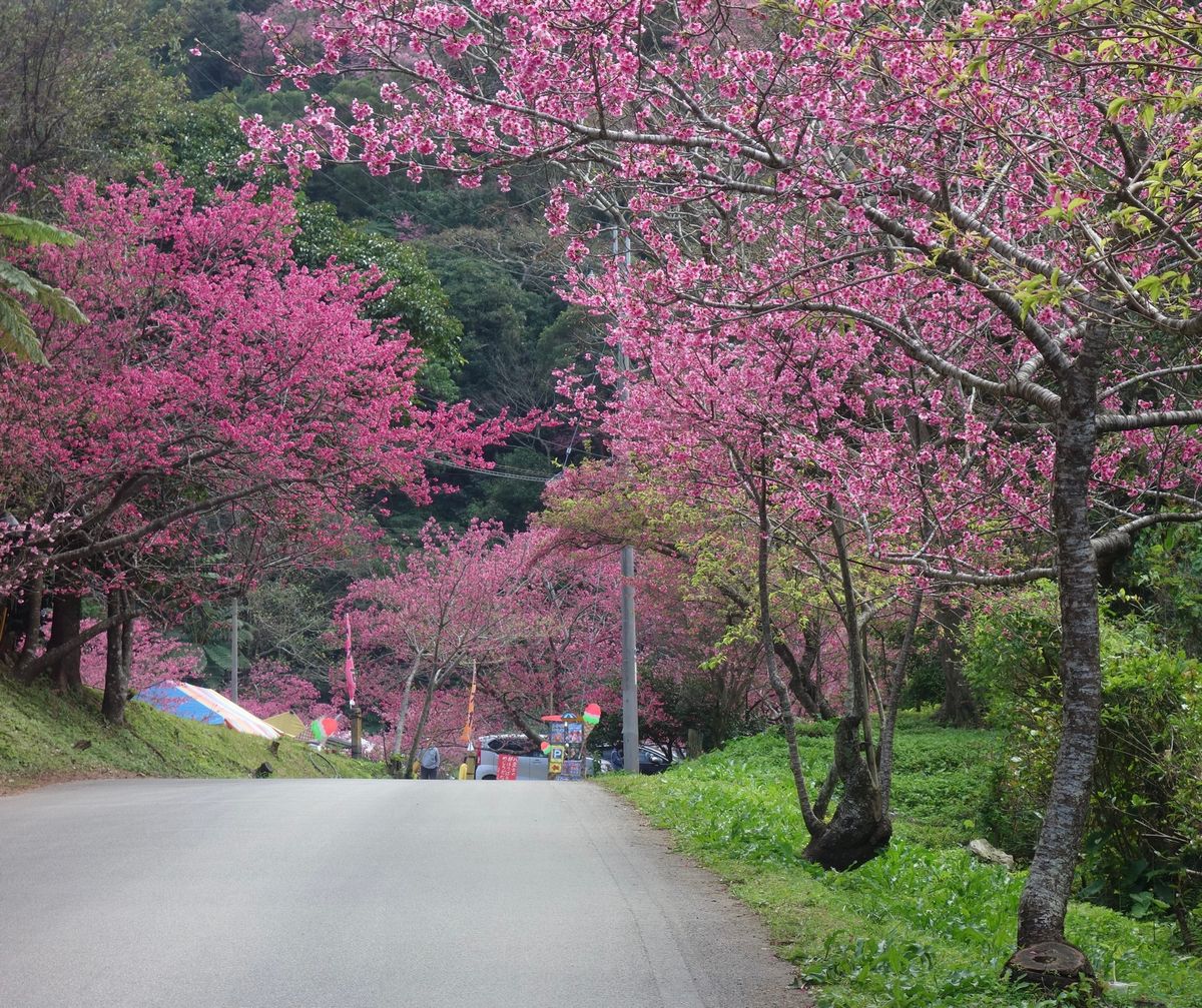 🌸本部八重岳🌸

桜を見ながらドライブするのでサファリパーク内を運転してい...