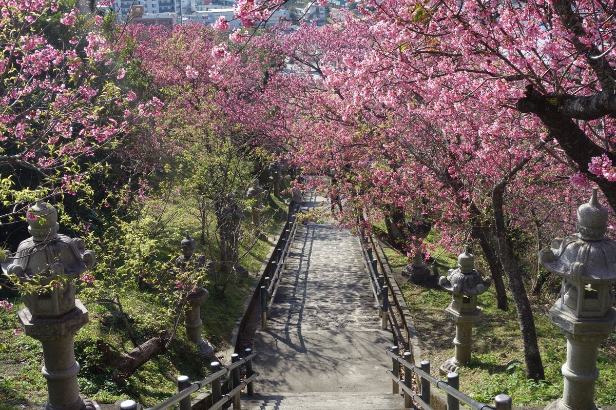 🌸名護中央公園🌸

沖縄で有名な観光地が数多く点在する名護市です🍍
近くに...