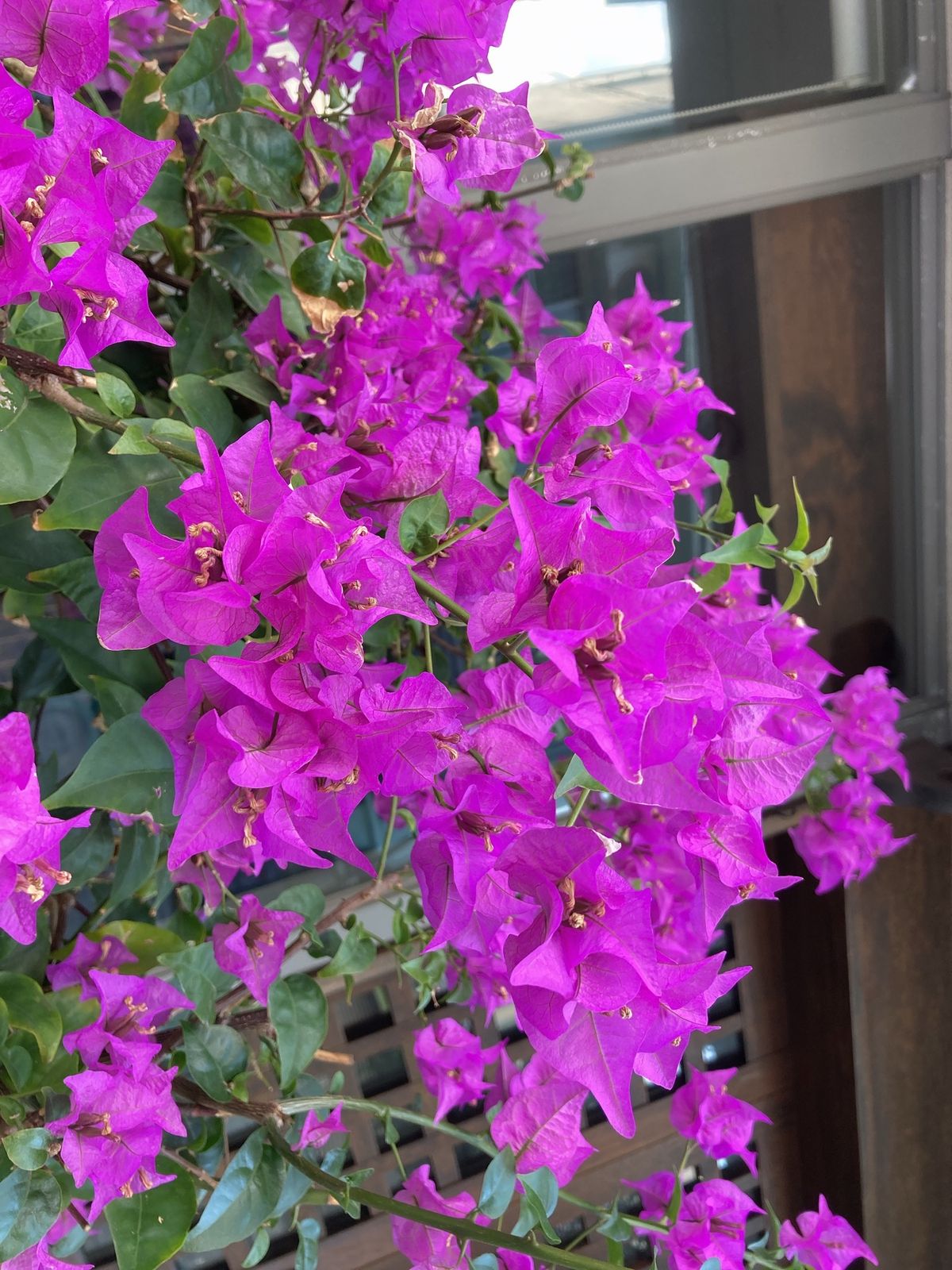 🍵やちむん通り🍵

国際通りからほど近い場所にあるやちむん通りには沖縄の伝...