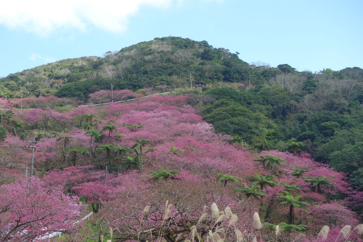 🌸本部八重岳🌸

桜を見ながらドライブするのでサファリパーク内を運転してい...
