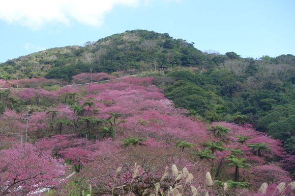日本・沖縄県「沖縄(冬)」の写真：🌸本部八重岳🌸

桜を見ながらドライブす...