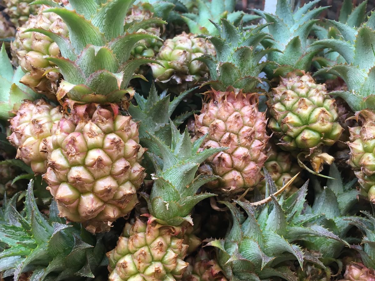 ⛩首里城⛩

ここも定番スポットですね(^^)
初めて沖縄に行く人と行った...