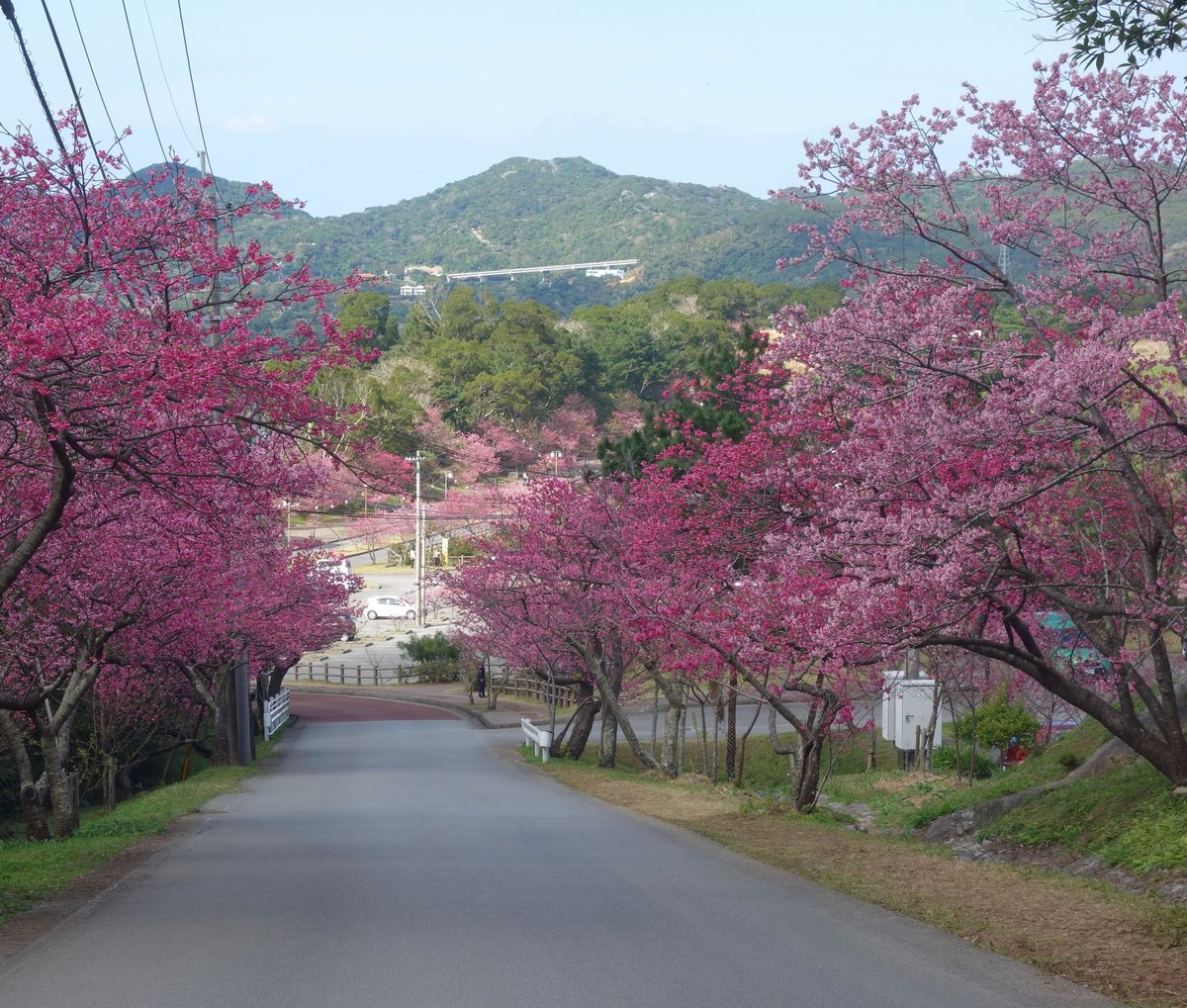 🌸本部八重岳🌸

桜を見ながらドライブするのでサファリパーク内を運転してい...