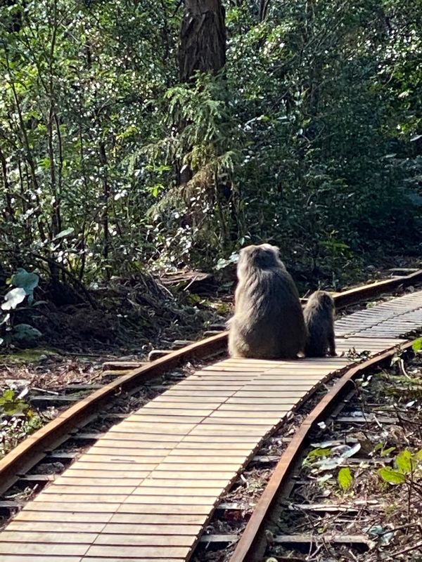 日本・鹿児島「退職金で屋久島」の写真