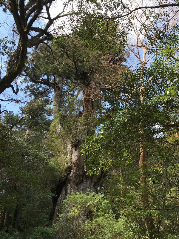 日本・鹿児島県「屋久島」の写真