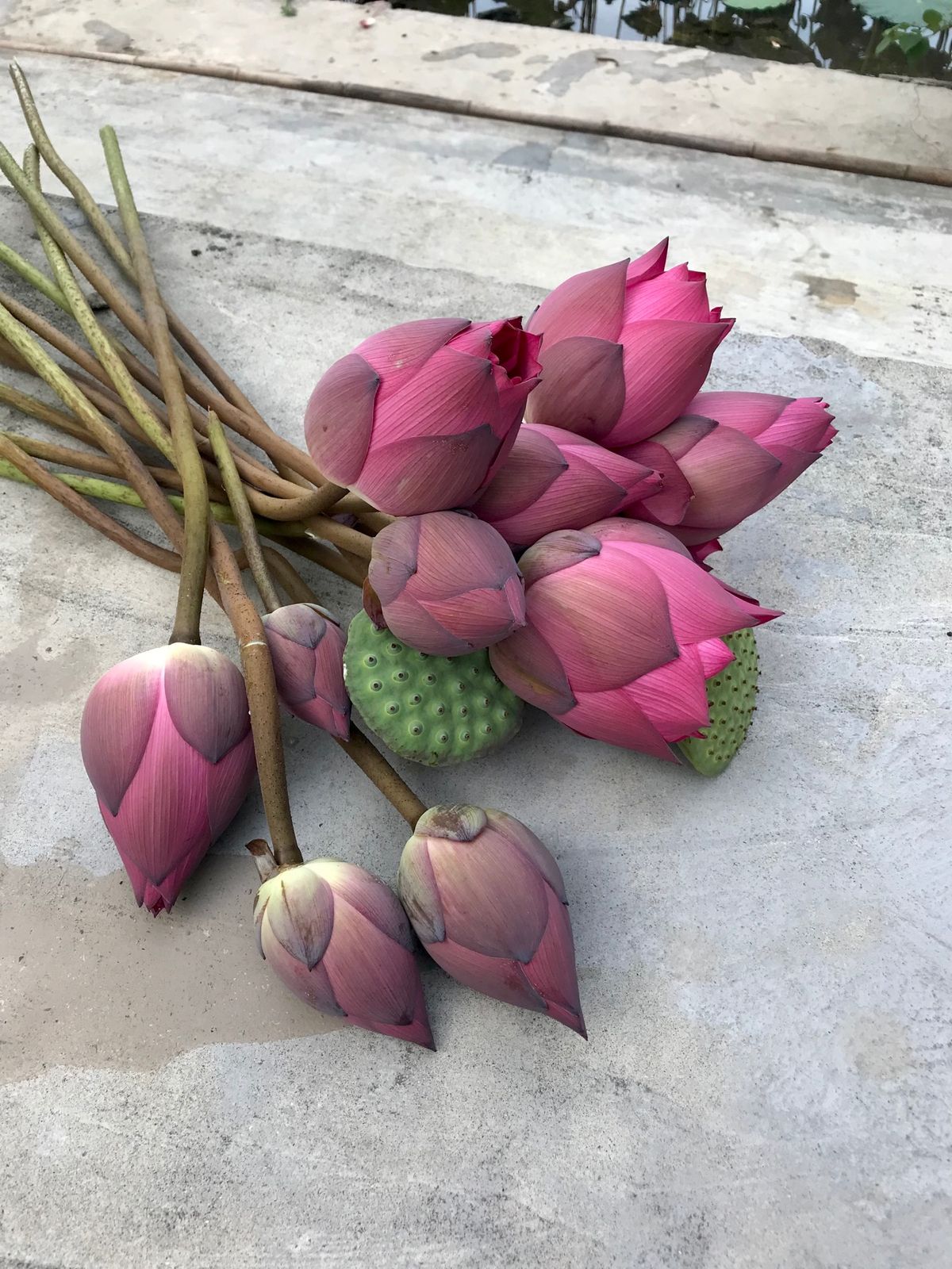 Green Mountain Homestayという山間の宿に宿泊。
一室...