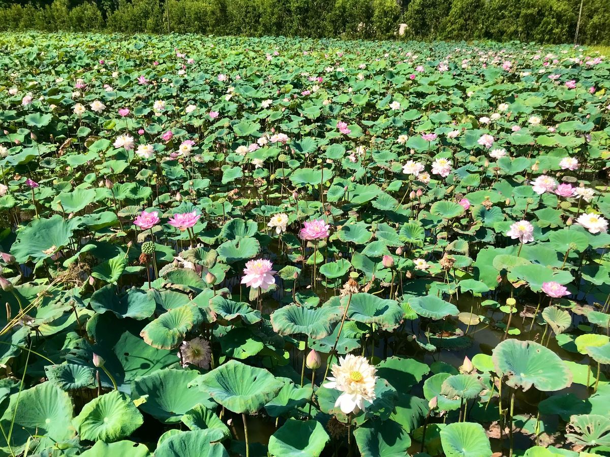 ニンビンツーリングにて
ハノイからニンビンに来ると、青空の青さや緑の濃さが...