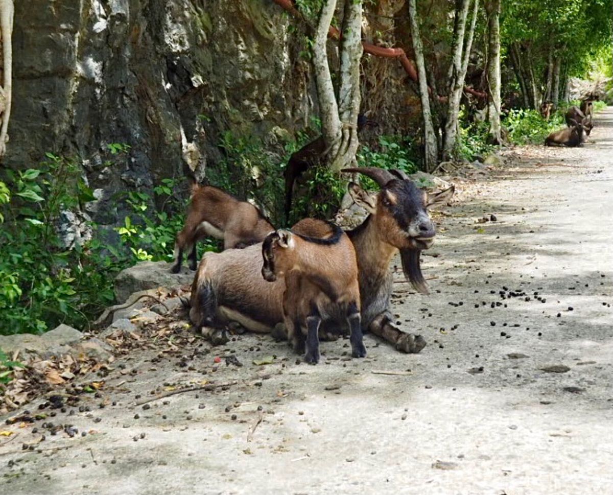 Thung Nham Bird Parkって自然公園に行こうと思ったら、コ...