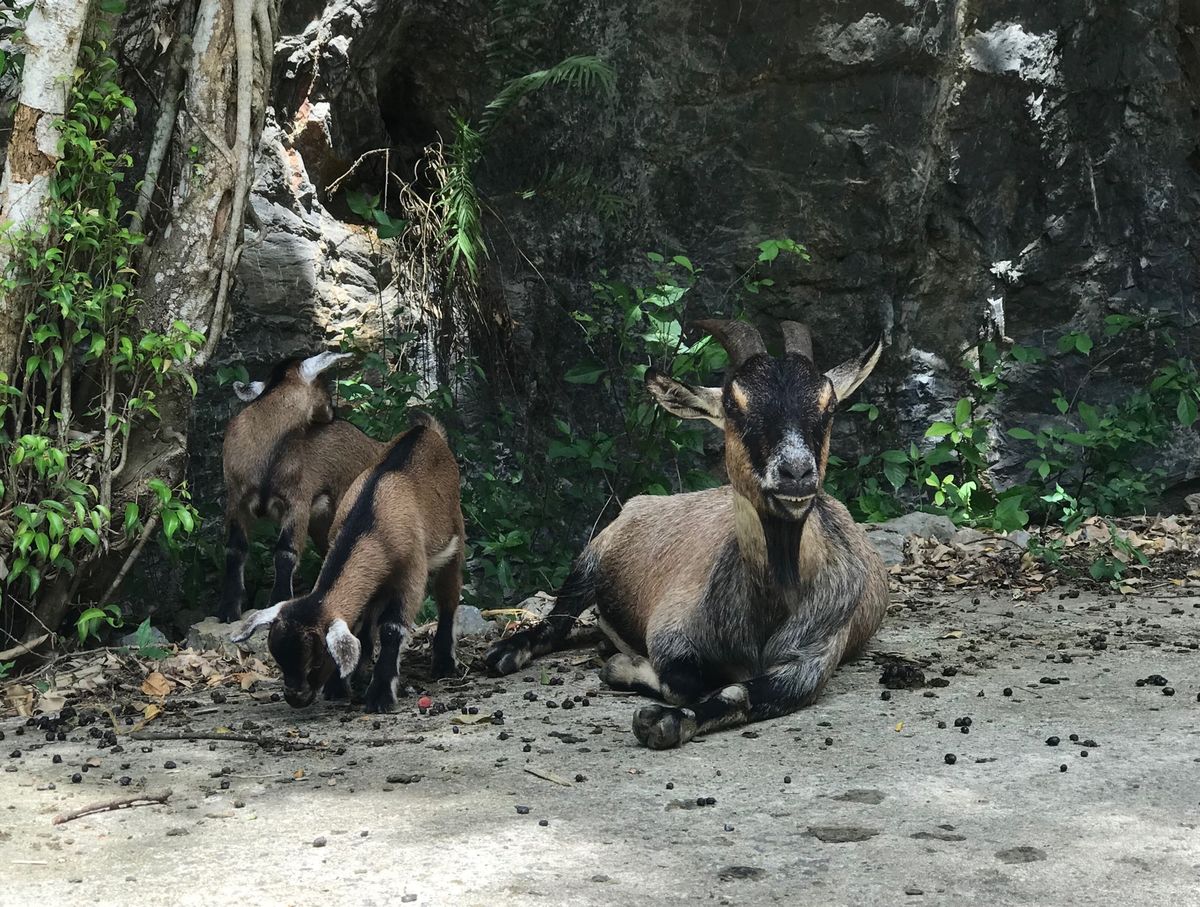 Thung Nham Bird Parkって自然公園に行こうと思ったら、コ...
