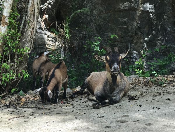 ベトナム・ニンビン「ベトナム　ハノイを脱出！ニンビン小旅行」の写真：Thung Nham Bird Park...