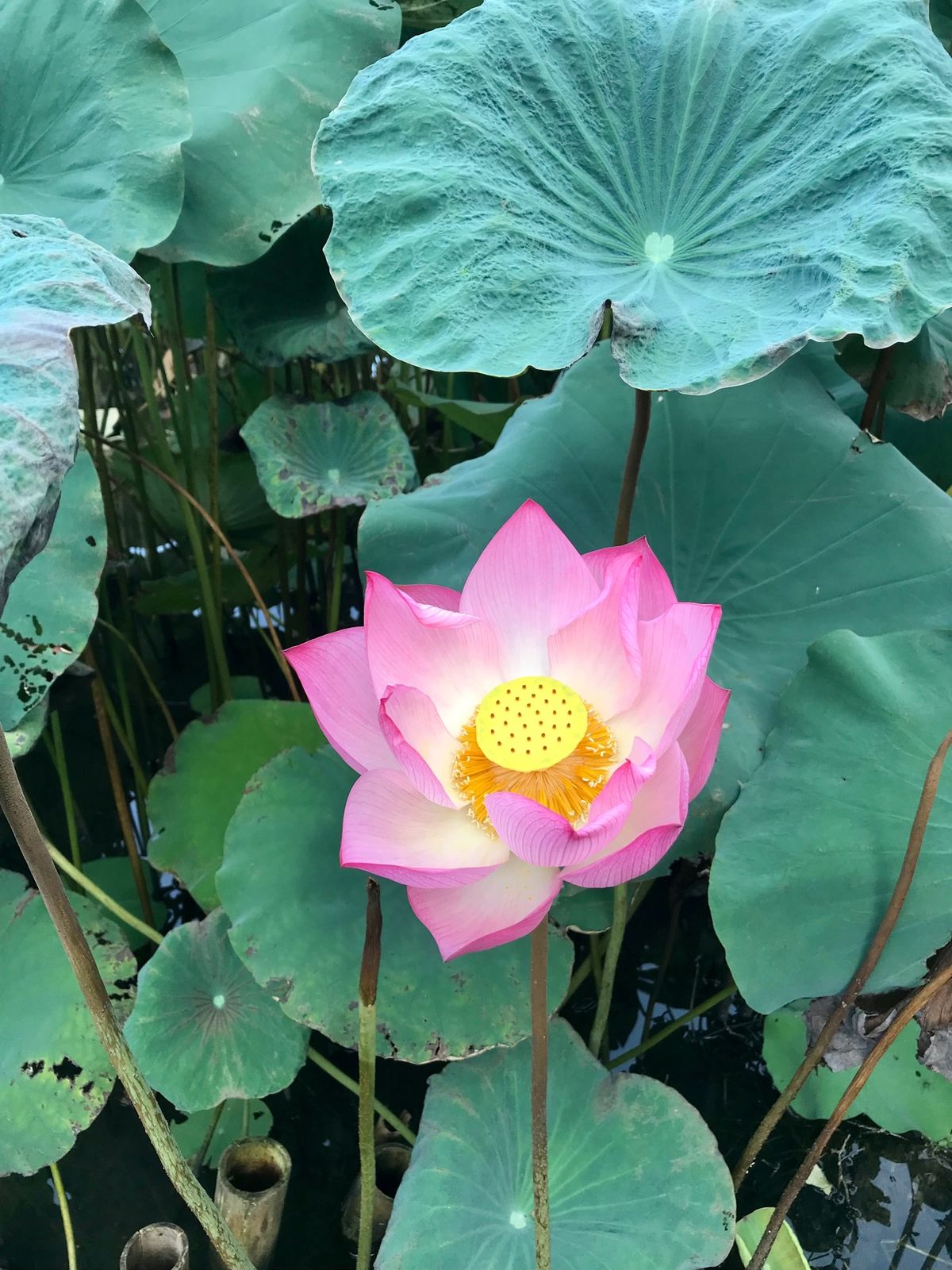 Green Mountain Homestayという山間の宿に宿泊。
一室...