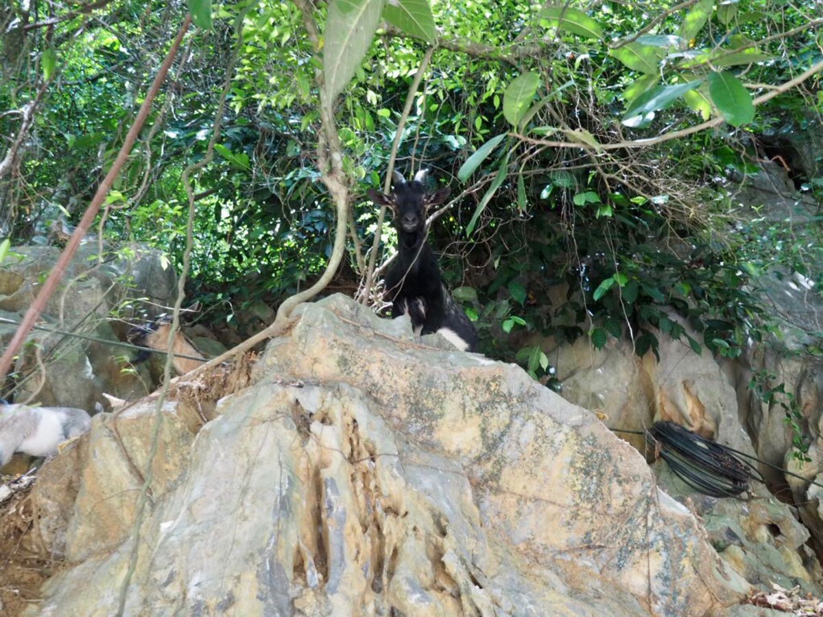 Thung Nham Bird Parkって自然公園に行こうと思ったら、コ...