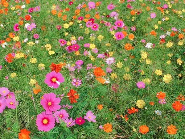 日本・京都府「関西の花の名所」の写真：🌻万博記念公園🌻

花の丘にあるコスモス...
