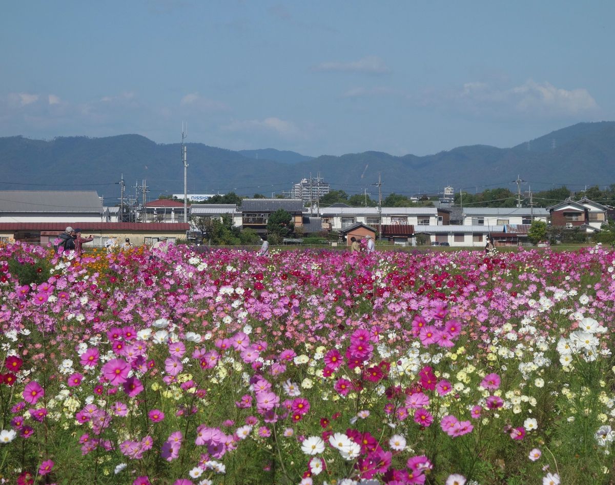 🌸亀岡夢コスモス園🌸

関西の中でコスモス畑といえば京都にある亀岡夢コスモ...