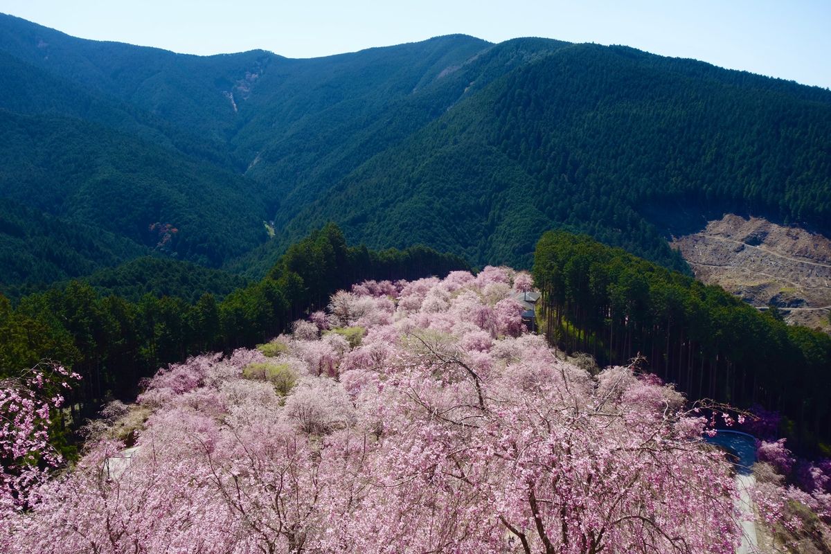 🌸高見の郷🌸

奈良の吉野郡にある高見の郷は枝垂れ桜ばかりを植えた公園です...