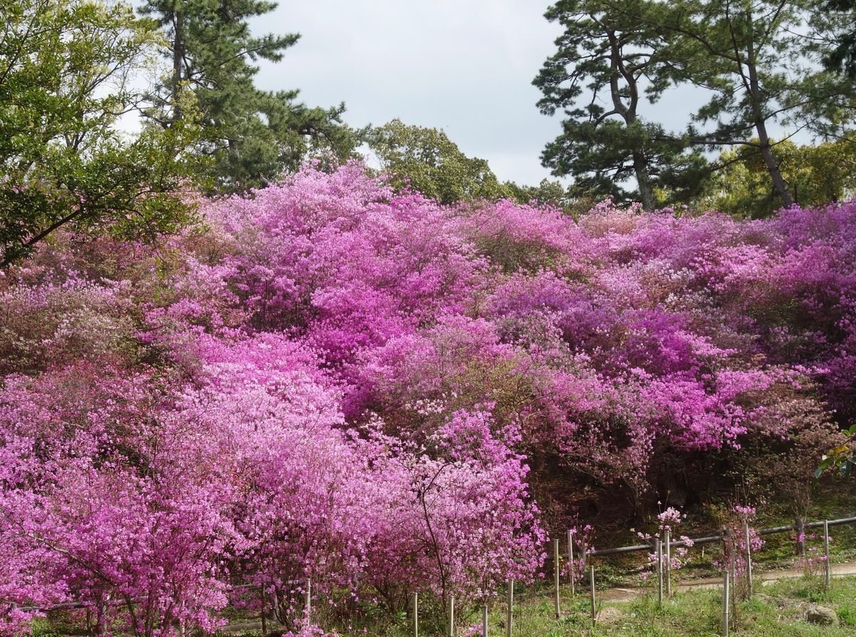 🌸廣田神社🌸

撮影日:2021/4/2

阪急西宮北口からバスで15分く...
