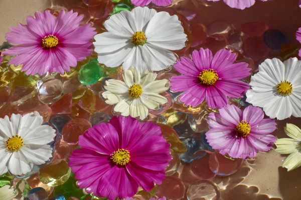 日本・京都府「関西の花の名所」の写真：🌸般若寺🌸

奈良駅からバスで15分程度...