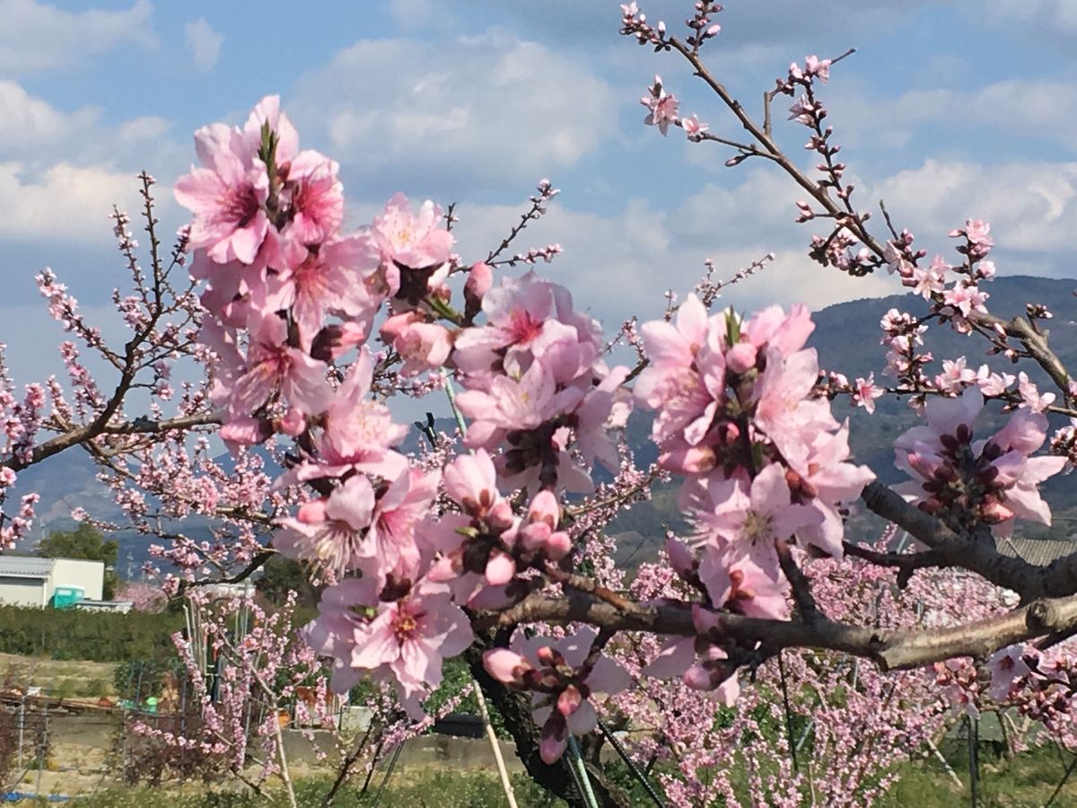 🌸あら川の桃🌸

和歌山駅から乗り換えて下井阪という駅から徒歩20分ほどの...