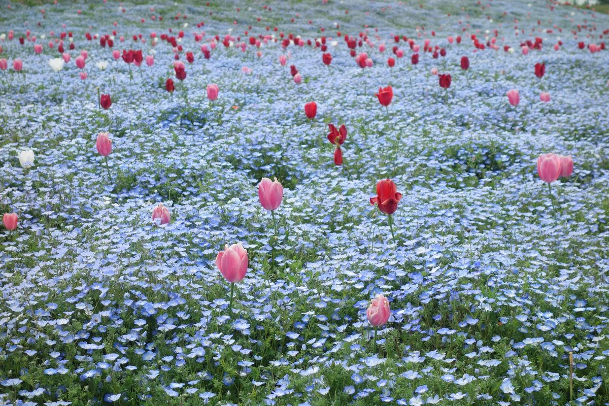 🌸舞洲シーサイドパーク🌸

大阪の舞洲にあるこの公園は関西では少ないネモフ...