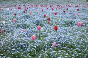🌸舞洲シーサイドパーク🌸

大阪の舞洲にあるこの公園は関西では少ないネモフ...