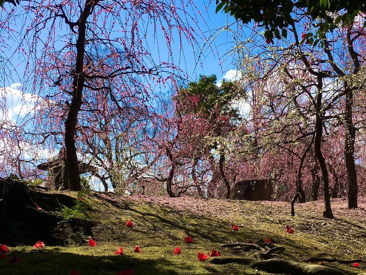 🌸城南宮🌸

京都にある城南宮は梅の名所です🍵
おばあちゃんと行ったので行...
