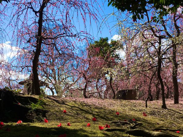 日本・京都府「関西の花の名所」の写真：🌸城南宮🌸

京都にある城南宮は梅の名所...