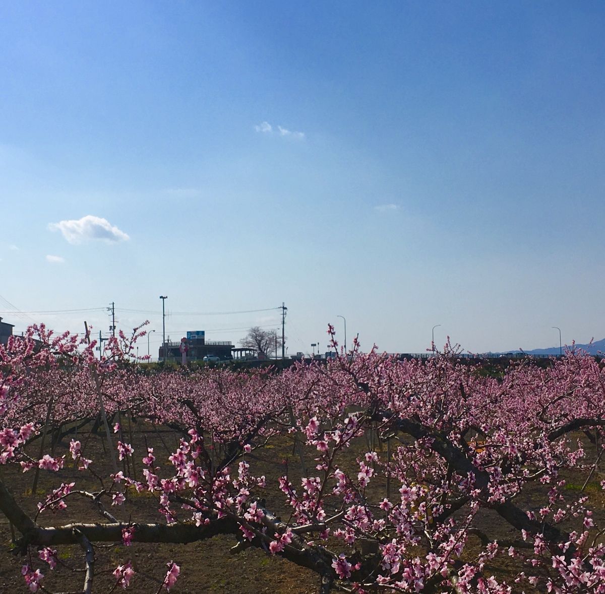 🌸あら川の桃🌸

和歌山駅から乗り換えて下井阪という駅から徒歩20分ほどの...