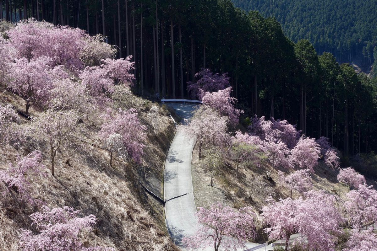🌸高見の郷🌸

奈良の吉野郡にある高見の郷は枝垂れ桜ばかりを植えた公園です...