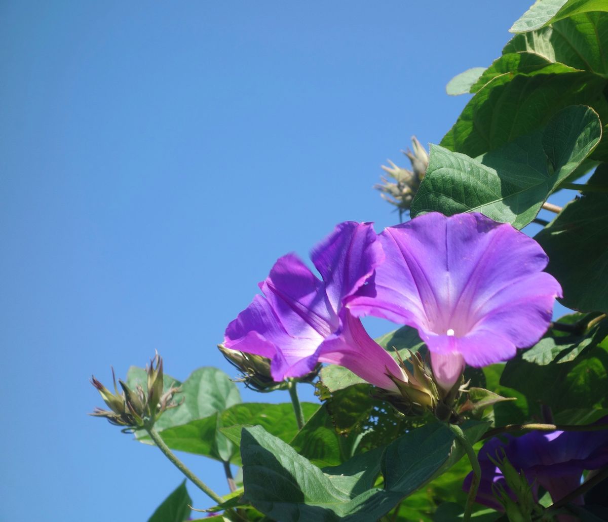 🌸亀岡夢コスモス園🌸

関西の中でコスモス畑といえば京都にある亀岡夢コスモ...