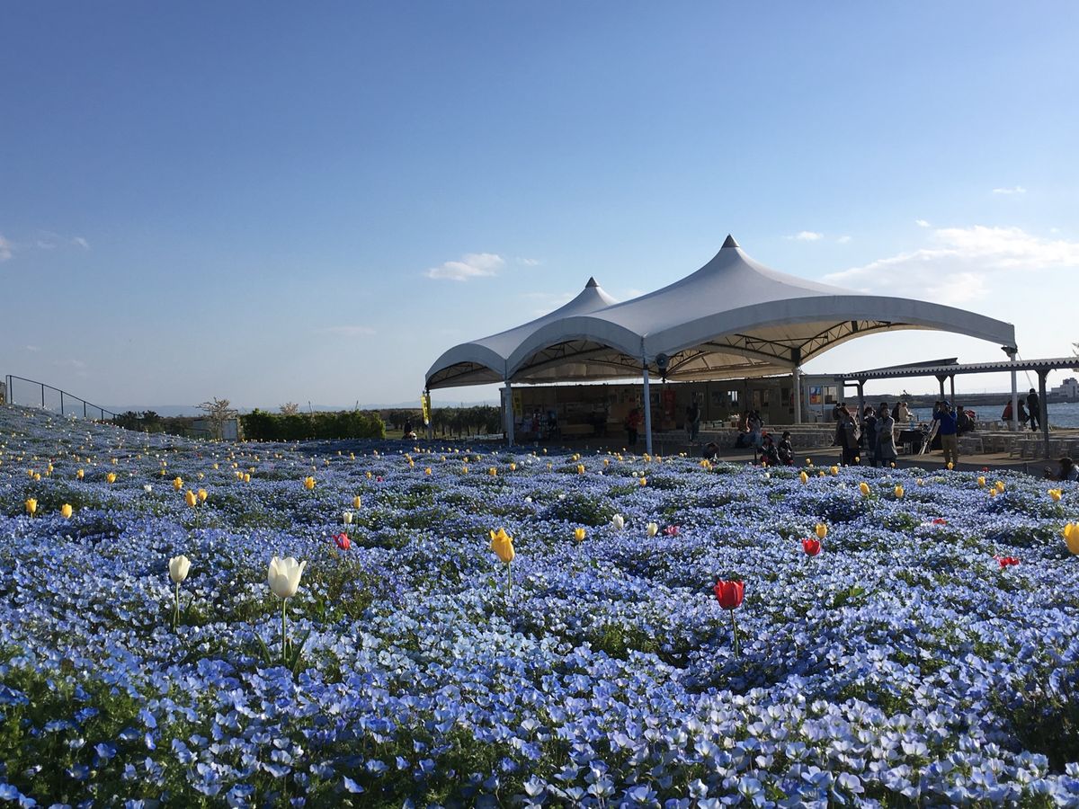 🌸舞洲シーサイドパーク🌸

大阪の舞洲にあるこの公園は関西では少ないネモフ...