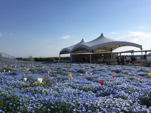 🌸舞洲シーサイドパーク🌸

大阪の舞洲にあるこの公園は関西では少ないネモフ...