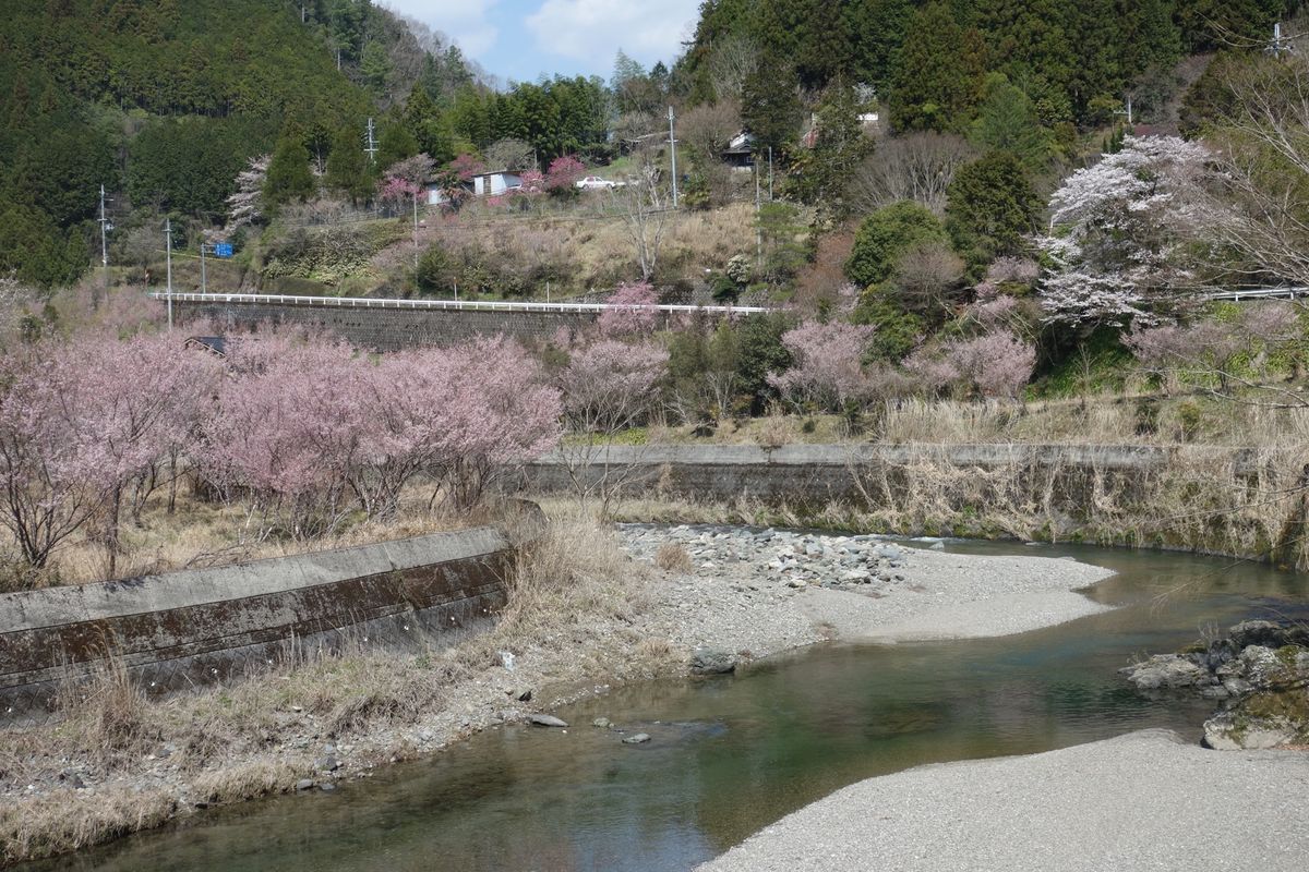 🌸西吉野🌸

川岸地区という場所にある桃源郷で、3月の半ばにレンタカーで行...