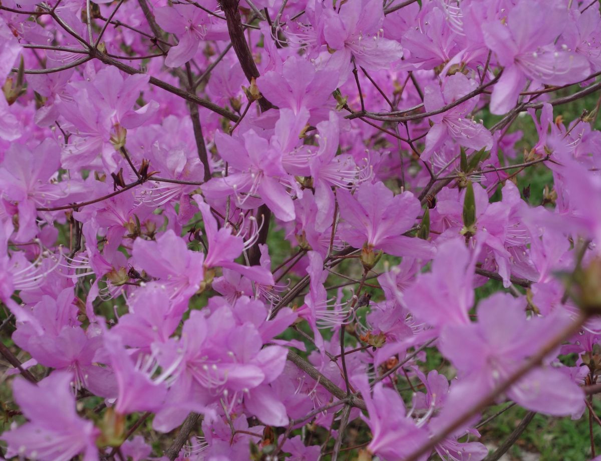 🌸廣田神社🌸

撮影日:2021/4/2

阪急西宮北口からバスで15分く...