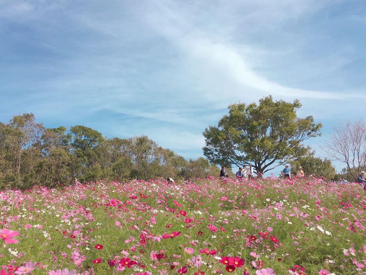 🌻万博記念公園🌻

花の丘にあるコスモス畑は土日になると家族連れがたくさん...
