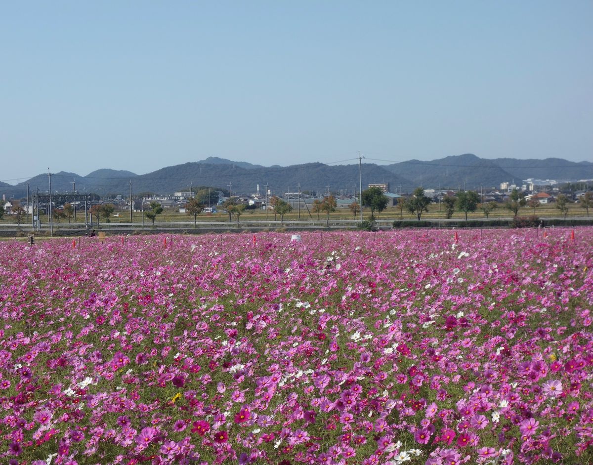 🌻ひまわりの丘公園🌻

兵庫県小野市にあるひまわりの丘公園は春にネモフィラ...