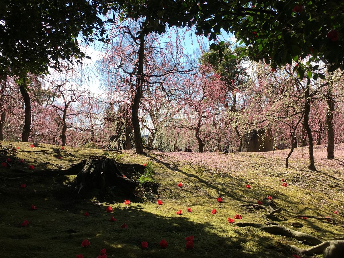 🌸城南宮🌸

京都にある城南宮は梅の名所です🍵
おばあちゃんと行ったので行...