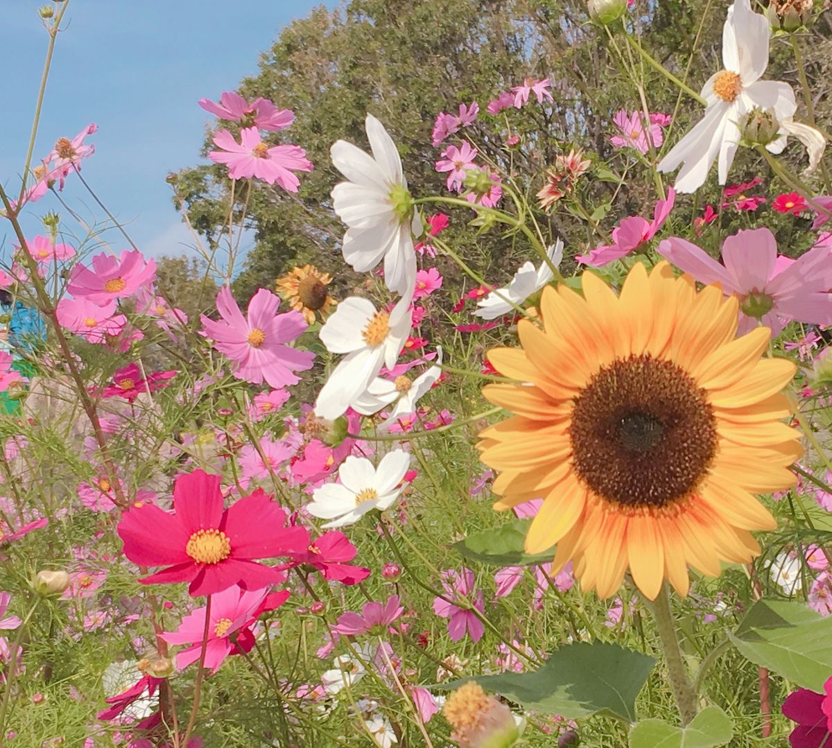 🌻万博記念公園🌻

花の丘にあるコスモス畑は土日になると家族連れがたくさん...