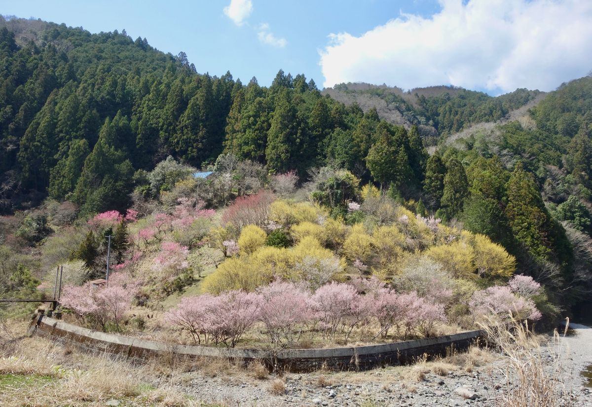 🌸西吉野🌸

川岸地区という場所にある桃源郷で、3月の半ばにレンタカーで行...
