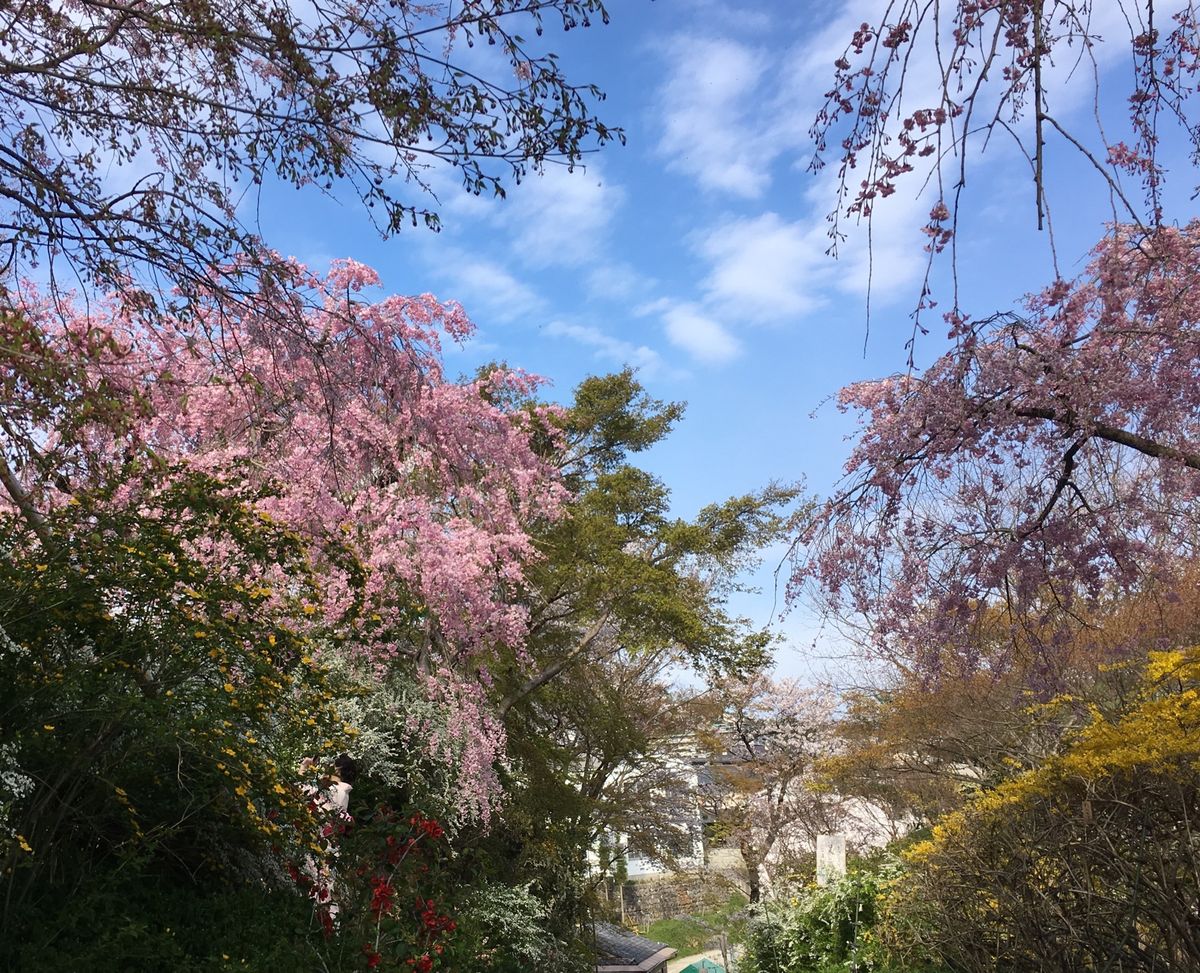 🌸原谷苑🌸

京都の円町から車で15分程度のところにある原谷苑は春になると...