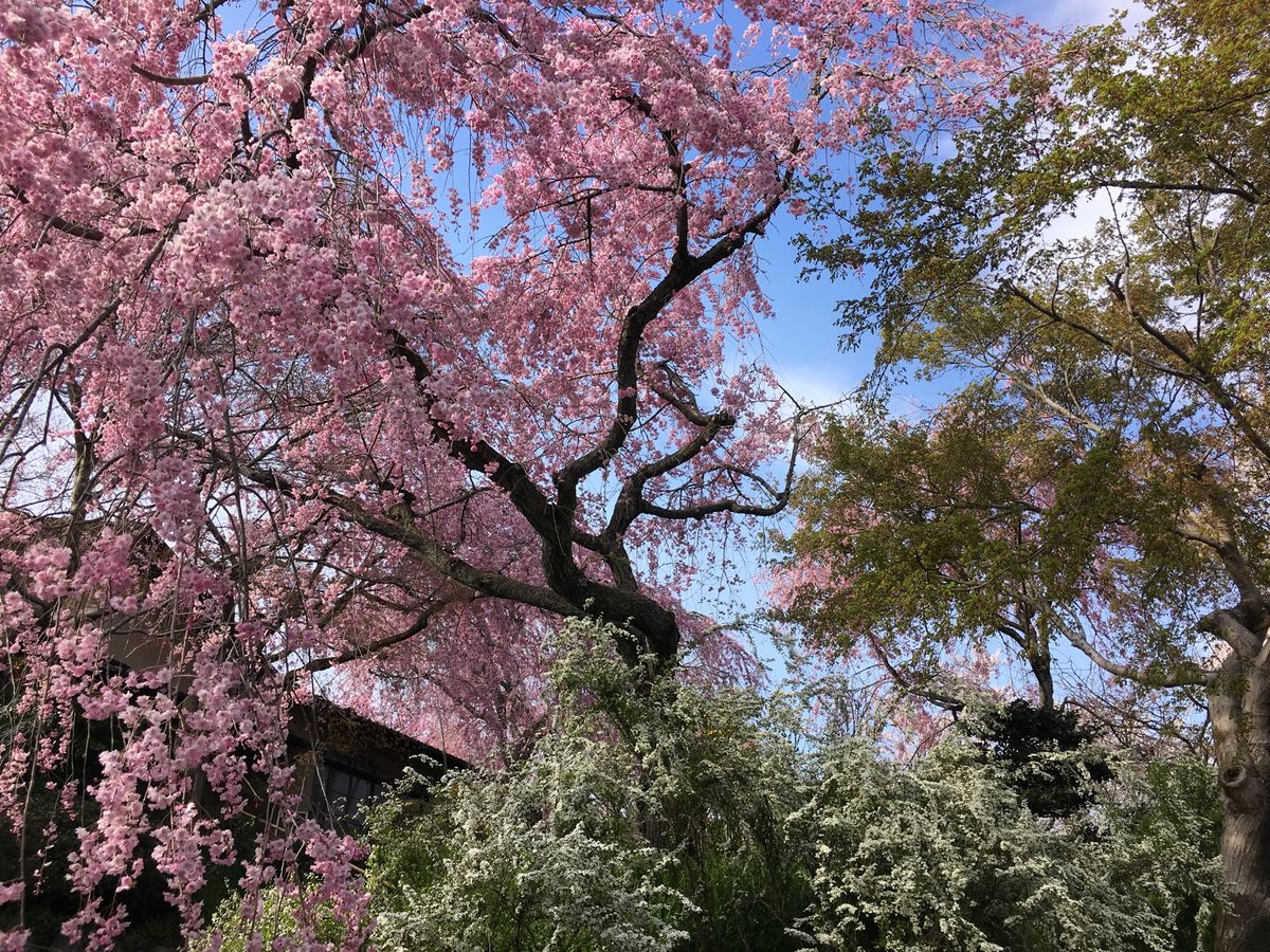 🌸原谷苑🌸

京都の円町から車で15分程度のところにある原谷苑は春になると...