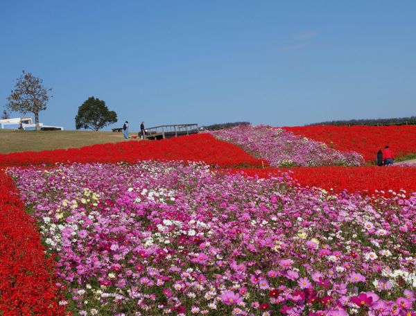 日本・京都府「関西の花の名所」の写真：🌸あわじ花さじき🌸

淡路島の花さじきは...