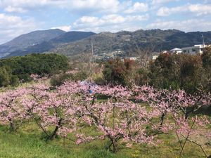 🌸あら川の桃🌸

和歌山駅から乗り換えて下井阪という駅から徒歩20分ほどの...